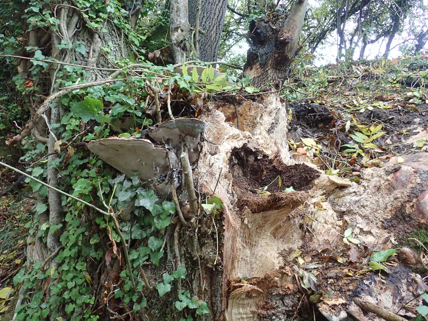 Photo © Mick Jones Perenniporia fraxinea by Mick Jones